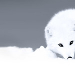 arctic-fox-1-960x430