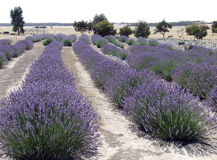 emu-bay-lavender-farm